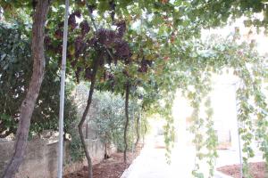 Zahrada ubytování Ramallah Hostel