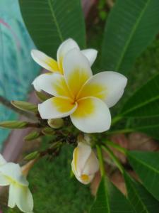 a white and yellow flower on a plant with leaves at Colours of Life Home in Weligama