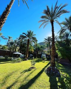 a group of palm trees in a park at Riad Dar Sofian in Zagora