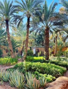 un jardin avec des palmiers et des plantes devant une maison dans l'établissement Riad Dar Sofian, à Zagora