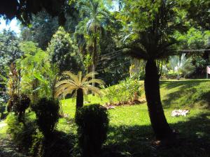 un frondoso patio verde con palmeras y césped en La Purruja Lodge, en Golfito