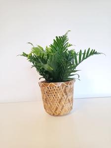 a plant in a basket sitting on a wall at Quiet Location-Workplace-Coffee-Parking-Washer in Schaffhausen