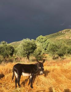 Kép El Granado szállásáról Piedrabuenában a galériában