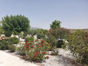 a garden with red and white flowers and trees at Cuevas Cañada Honda 