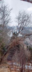 un grupo de árboles en una colina con vistas en La casetta di Diego, en Abetone