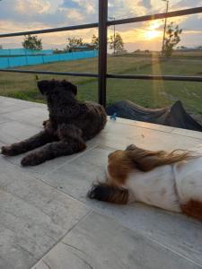 dos perros tirados en el suelo junto a una ventana en Casa en Condominio Carmen de Apicala, en Carmen de Apicalá