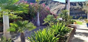 un jardín con palmeras y otras plantas en VILLA DE LUXE 5***** golf - piscine chauffée - home cinéma - billard en Mogán