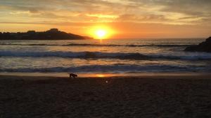 a dog walking on the beach at sunset at Dog Friendly Stylish Modern Flat, near Beach in Newquay