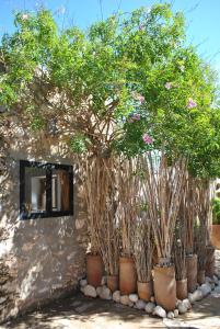 a group of potted plants in front of a building at Maison Sidi et Lalla in Essaouira