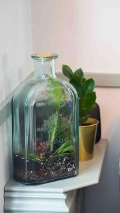 um frasco de vidro com um aquário numa prateleira com uma planta em *Stunning* The Botanist Rest Ventnor IOW em Ventnor