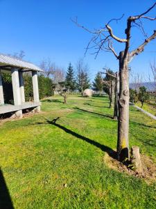 uma árvore na relva ao lado de um edifício em Quinta de Basto House em Felgueiras