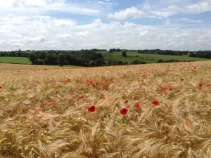 a field of wheat with red poppies in it at Le Bois Gautier in Savigny-le-Vieux