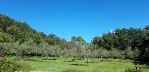 Photo de la galerie de l'établissement Agricampeggio Borgo Agna, à San Giustino Valdarno