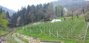 einen Weinberg auf einem Hügel mit einem Haus im Hintergrund in der Unterkunft Neuhäusl-Hof in Jenesien