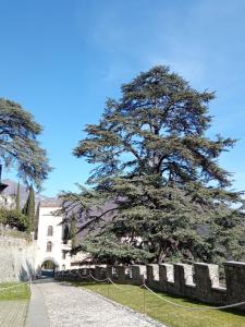 un grande albero in un cimitero accanto a un edificio di Casa Diso 2016 a Vittorio Veneto