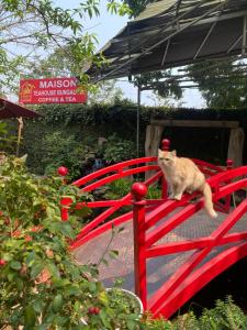 um gato sentado em cima de uma cerca vermelha em Maison Teahouse homestay em Ha Giang