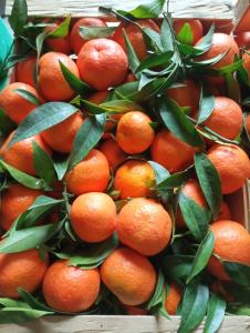 un montón de naranjas con hojas verdes en una caja en Casa da Carmine a Tursi, en Tursi