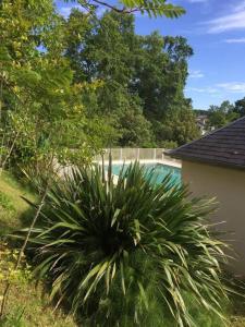 uma planta num quintal ao lado de uma piscina em Appartement cozy pour curistes et touristes em Salies-de-Béarn