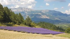 a field of purple flowers with mountains in the background at Le Glandasse in Die
