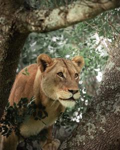 Amakhosi Safari Lodge & Spa في Magudu: أسد واقف بجانب شجرة