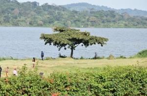 a group of people standing around a tree next to a lake at Yobo's Complex Guest House in Kampala