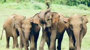 Altri animali domestici presso l'affittacamere o nei dintorni
