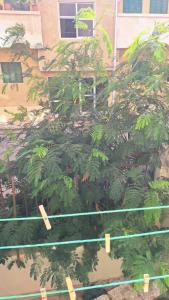 a tree in front of a building with signs on it at Sweet Home Hostel - ممنوع للبنات فى الوقت الحالى in Hurghada