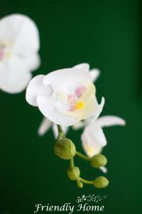 a group of white flowers on a green background at Friendly Home - Einzelappartement "Grow" Köln Bonn Phantasialand in Brenig