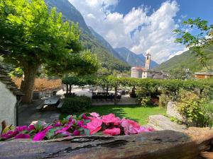 拉韋爾泰佐的住宿－Osteria Vittoria，花园里的一束粉红色的花