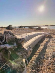 a log on a beach with the sun in the background at Sable Point Cottage (Lakeside 7-Person Hot Tub & Outdoor Shower) in Grand River