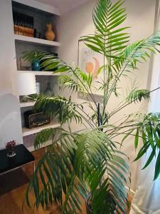 une grande plante verte assise dans une pièce dans l'établissement Casa Lola, à León