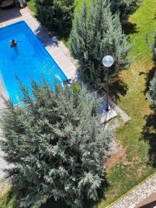 une personne se baignant dans une piscine à côté d'un arbre dans l'établissement Beside Airport, à Otopeni