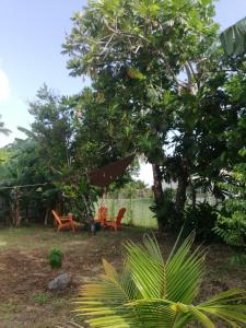 einen Garten mit zwei Stühlen, einem Sonnenschirm und Bäumen in der Unterkunft Maison de vacances créole à Rivière Salée in Rivière-Salée