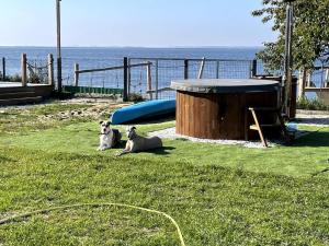 two dogs sitting in the grass next to a slide at Tiny beach house heated and airconditioned in Wapnica