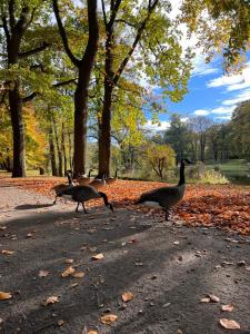 three geese walking on a road in a park at Hotel Breuer in Hamm