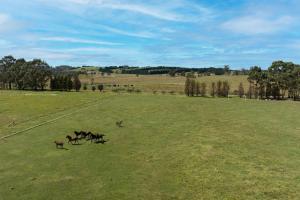 a group of horses running in a field at Fentons Run High Range in Joadja Creek