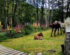un caballo de pie junto a un caballo tirado en la hierba en Bosque Holístico del Fin del Mundo en Ushuaia