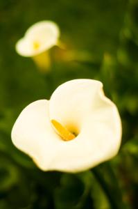 Una flor blanca con una naranja dentro. en Suite 1-A Monasterio Garden House Welcome to San Angel, en Ciudad de México