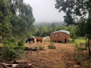 um grupo de cavalos ao lado de um celeiro em Diamond Vault Rustic Mountain Cabins em Hogsback