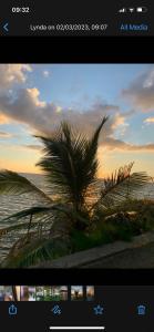 a picture of a palm tree in front of the ocean at Orchid Sunset Guest House in Baie Lazare Mahé