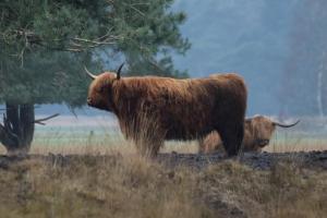 a couple of animals standing in a field at Vakantieverhuur Noordwolde in Noordwolde