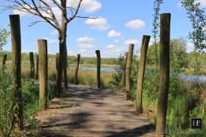 a path through the marsh with a tree and a lake at Vakantieverhuur Noordwolde in Noordwolde