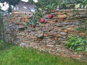 an old stone wall with apples growing on it at zentral, Mini Suite zwei Räumen, Parks, Messe in Düsseldorf