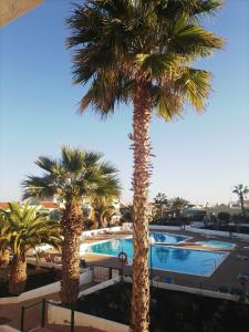 a group of palm trees next to a swimming pool at Casa Anita in Costa de Antigua