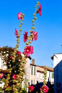 um grupo de flores estão crescendo em um poste em Joli T2 en centre-ville de Rochefort em Rochefort