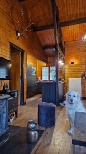 a white dog standing in a room with a kitchen at Chalet Coo in Stavelot