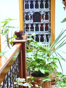 d'un balcon avec des plantes et un portail en fer forgé. dans l'établissement Riad Dar Kassim, à Fès