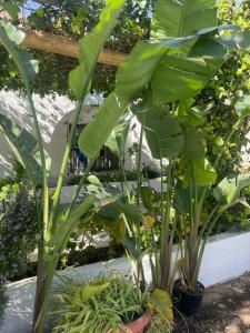 un grupo de plantas verdes en un jardín en La Posada de Trafalgar, en Los Caños de Meca