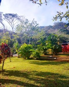 a green field with trees and a mountain in the background at Cabañas Ixaya in Catemaco