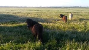 three horses standing in a field of grass at boerenskuur De Bedstee groen in Assendelft +6 photos